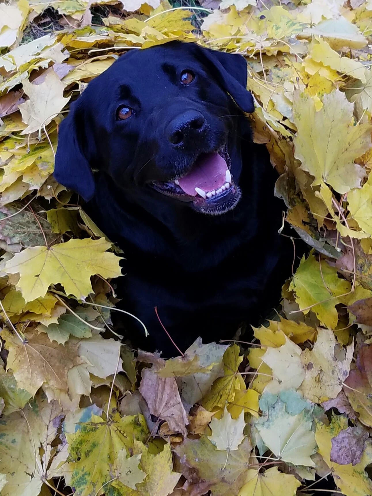 A dog